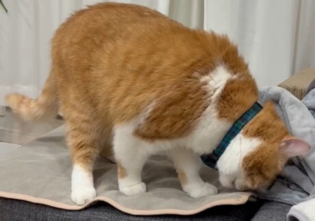 クセになる、この匂い。【とろろ、もふもふDays。vol.164】