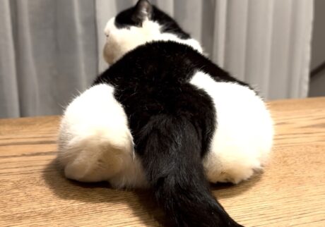 お餅じゃなくて、お尻です。【おちょこ、ぽのぽのだより。vol.242】