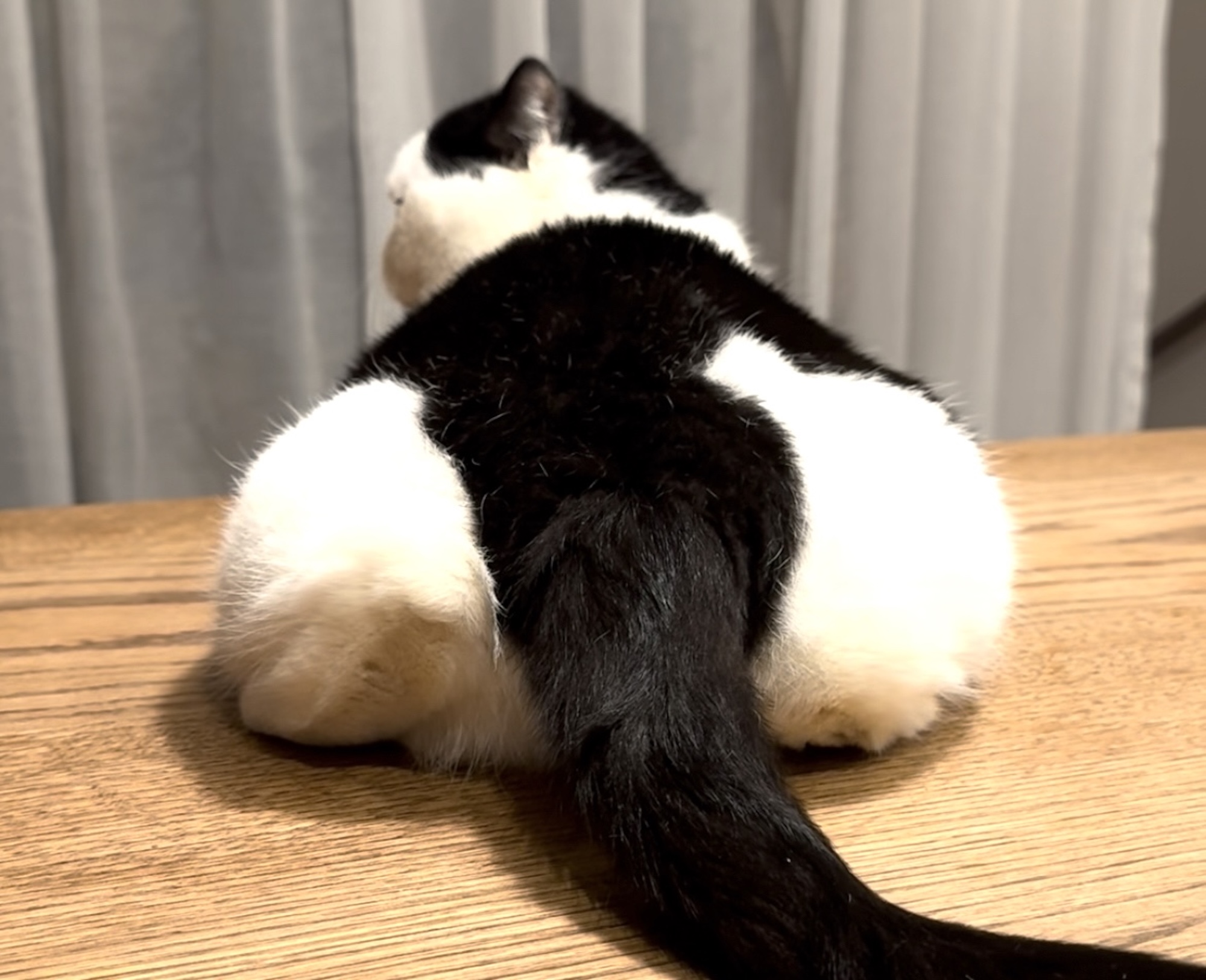 お餅じゃなくて、お尻です。【おちょこ、ぽのぽのだより。vol.242】