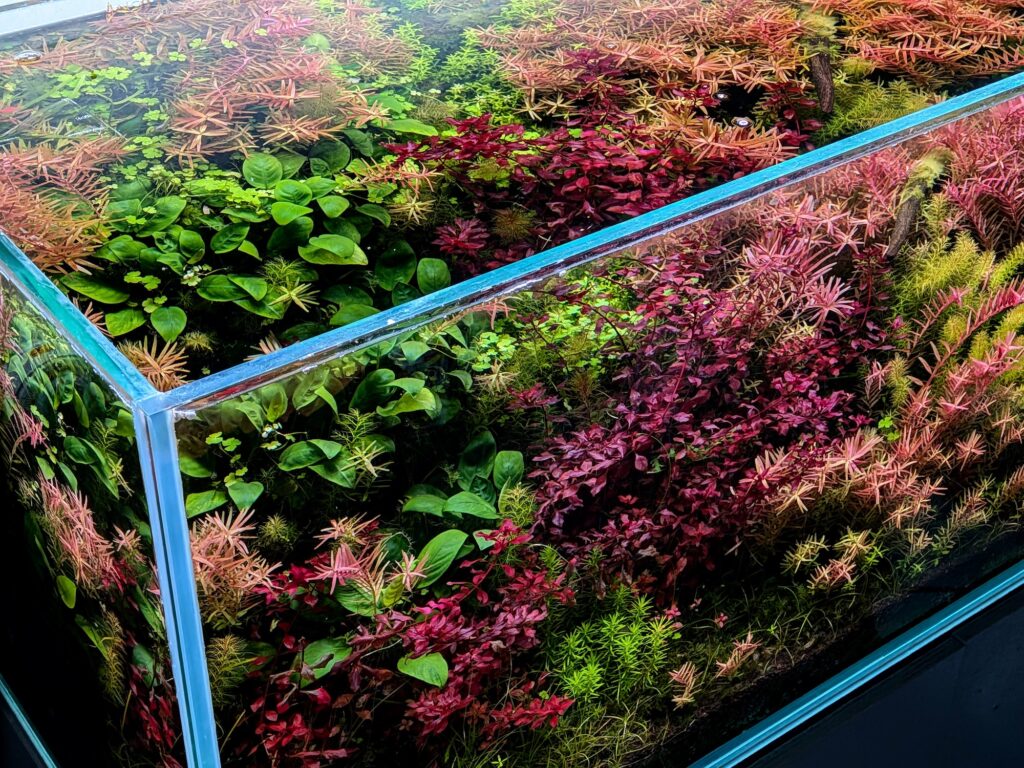 ガラス水槽の中で水草が生い茂る。 | ガラス水槽の中に水草が生い茂る。 ガラス水槽の中で水草が生い茂る。