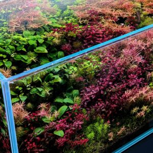 ガラス水槽の中で水草が生い茂る。 | ガラス水槽の中に水草が生い茂る。