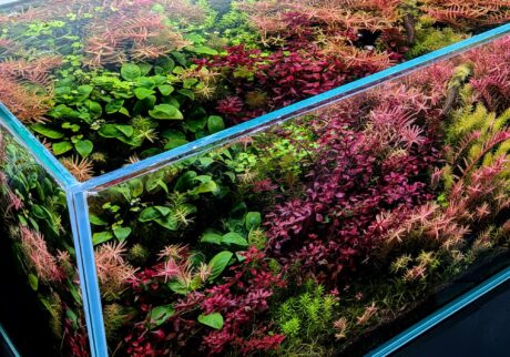 ガラス水槽の中で水草が生い茂る。 | ガラス水槽の中に水草が生い茂る。