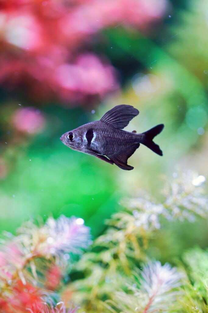 魚にとっても、自然に近い環境はきっと居心地がよいはず。 魚にとっても、自然に近い環境はきっと居心地がよいはず。