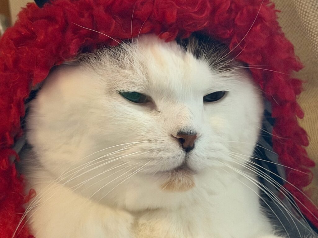 これ、防寒にいいねん。スコティッシュフォールド いなほ | こんにちは。いなほやで。昨日は節分やったけど、みんな豆まきした？