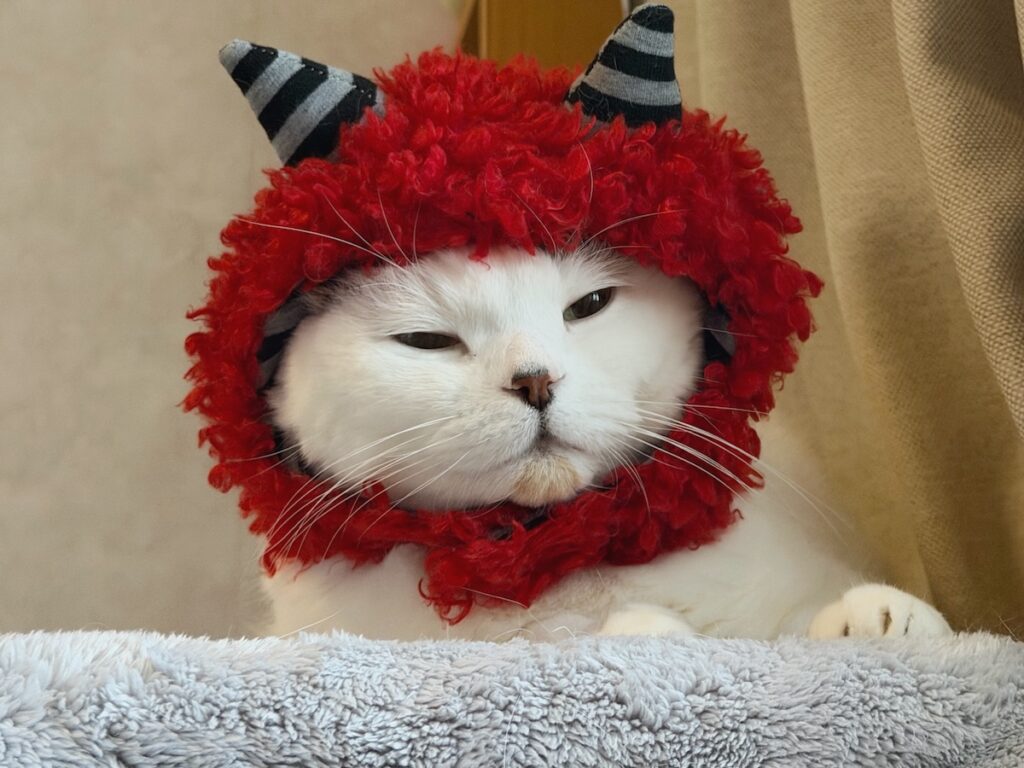 これ、防寒にいいねん。スコティッシュフォールド いなほ | ご覧のとおり、オレは鬼さんになって大活躍したんやで。