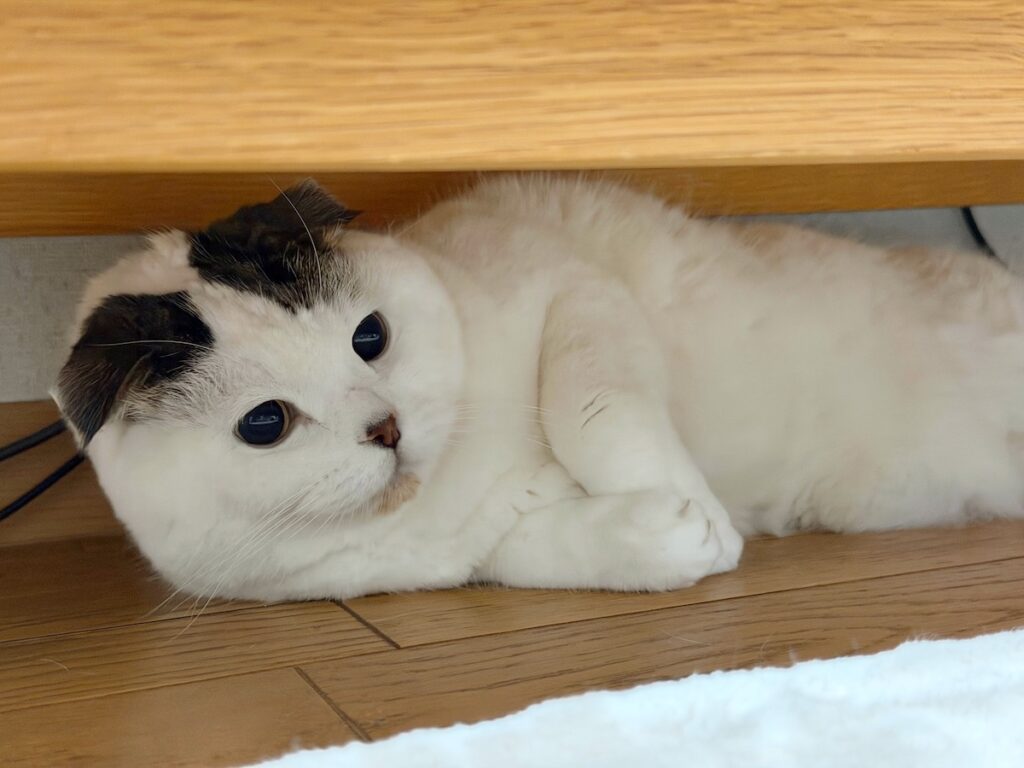 背に腹はかえられぬ……。スコティッシュフォールド いなほ | なんでこんな狭いところにいるかって？