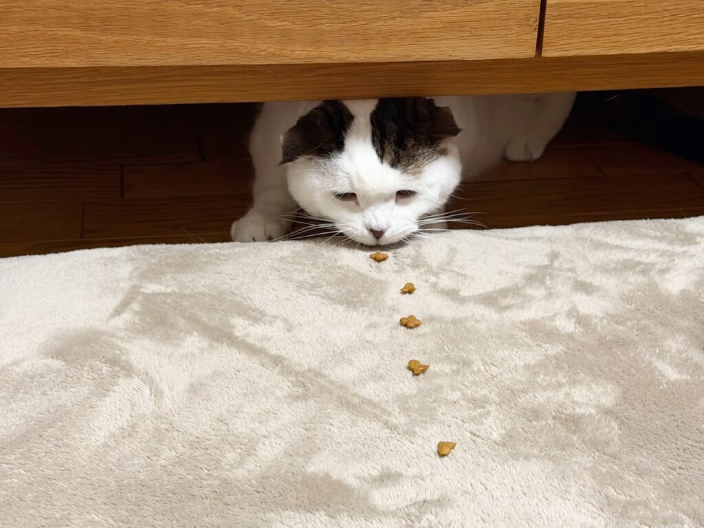 背に腹はかえられぬ……。スコティッシュフォールド いなほ | 来客があったから隠れてるねん！ でもお腹は減るし、おやつは食べたい！