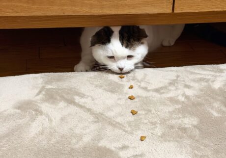 背に腹はかえられぬ……。スコティッシュフォールド いなほ | 来客があったから隠れてるねん！ でもお腹は減るし、おやつは食べたい！