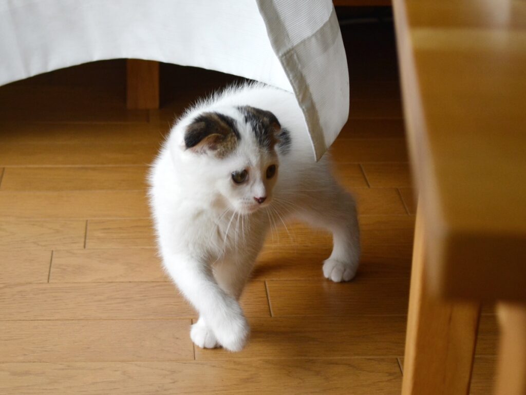 お尻に毛がなかった理由は?スコティッシュフォールド いなほ | 赤ちゃんのオレシリーズ。生後3か月のオレ。 お尻に毛がなかった理由は?スコティッシュフォールド いなほ | 赤ちゃんのオレシリーズ。生後3か月のオレ。