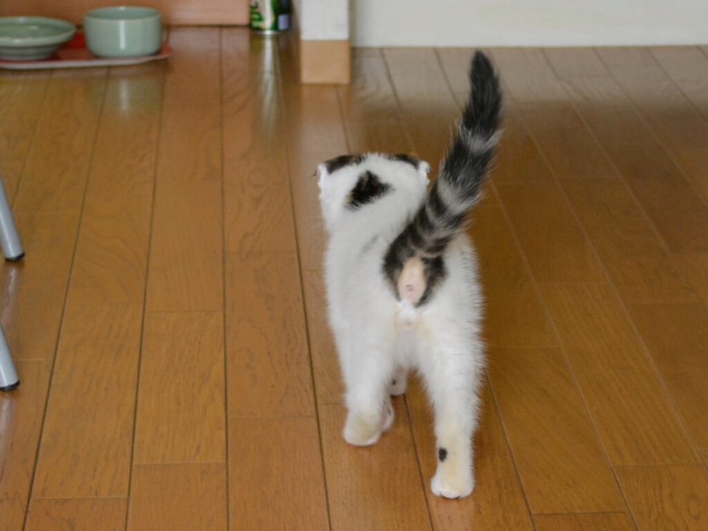 お尻に毛がなかった理由は?スコティッシュフォールド いなほ | 赤ちゃんの頃にお尻の毛がないのは、お母さんが一生懸命にお世話してくれてたからやねんて。お母さん、ありがとうやでー! お尻に毛がなかった理由は?スコティッシュフォールド いなほ | 赤ちゃんの頃にお尻の毛がないのは、お母さんが一生懸命にお世話してくれてたからやねんて。お母さん、ありがとうやでー!