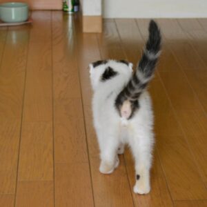 お尻に毛がなかった理由は?スコティッシュフォールド いなほ | 赤ちゃんの頃にお尻の毛がないのは、お母さんが一生懸命にお世話してくれてたからやねんて。お母さん、ありがとうやでー! お尻に毛がなかった理由は?スコティッシュフォールド いなほ | 赤ちゃんの頃にお尻の毛がないのは、お母さんが一生懸命にお世話してくれてたからやねんて。お母さん、ありがとうやでー!