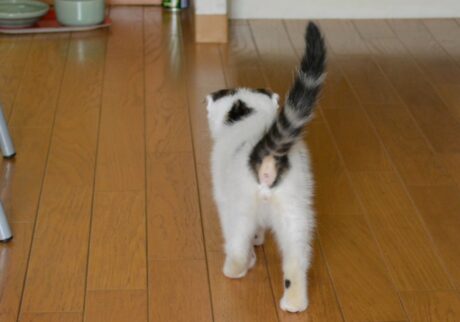 お尻に毛がなかった理由は?スコティッシュフォールド いなほ | 赤ちゃんの頃にお尻の毛がないのは、お母さんが一生懸命にお世話してくれてたからやねんて。お母さん、ありがとうやでー! お尻に毛がなかった理由は?スコティッシュフォールド いなほ | 赤ちゃんの頃にお尻の毛がないのは、お母さんが一生懸命にお世話してくれてたからやねんて。お母さん、ありがとうやでー!