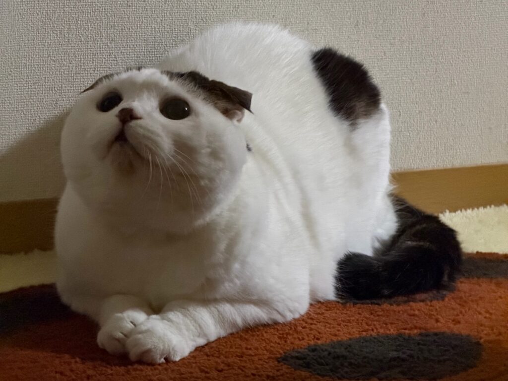 まったく、世話が焼けるんやから！スコティッシュフォールド いなほ | オレの、寝る前のルーティン。