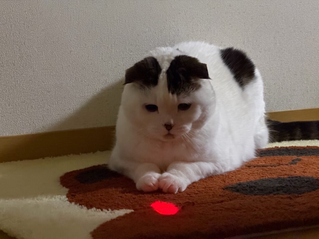 まったく、世話が焼けるんやから！スコティッシュフォールド いなほ | じー……。