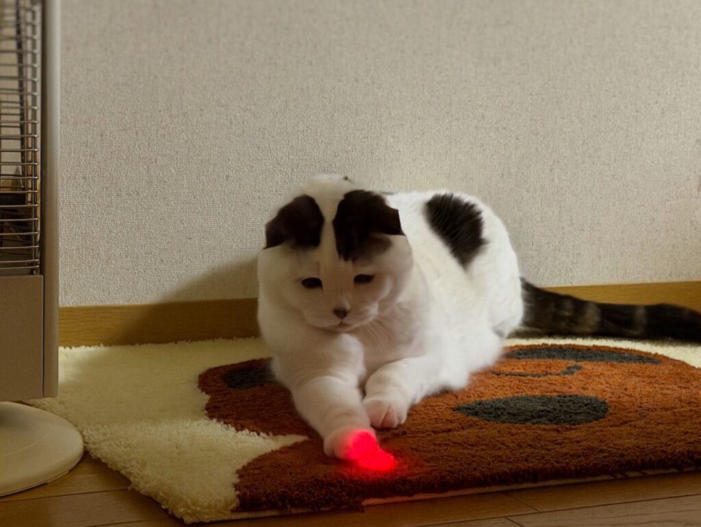 まったく、世話が焼けるんやから！スコティッシュフォールド いなほ | ……ちょん。しょうがない、付き合ってあげるわー。飼い主、遊んだら寝るんやでー。