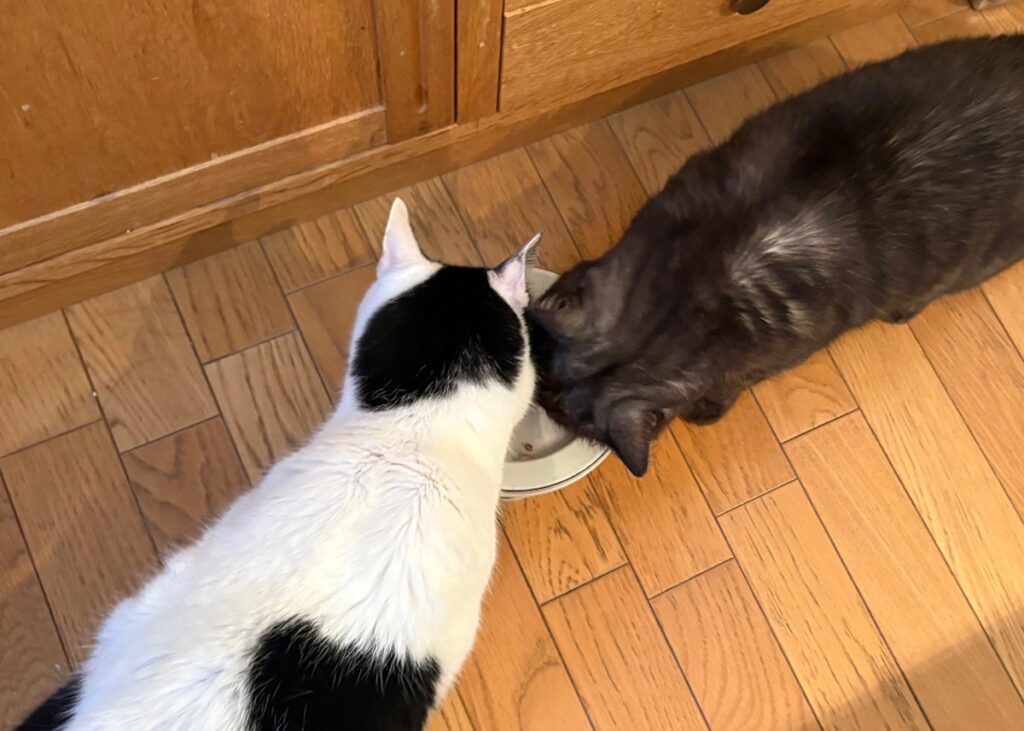 兄ねこの心得？保護猫 えいた