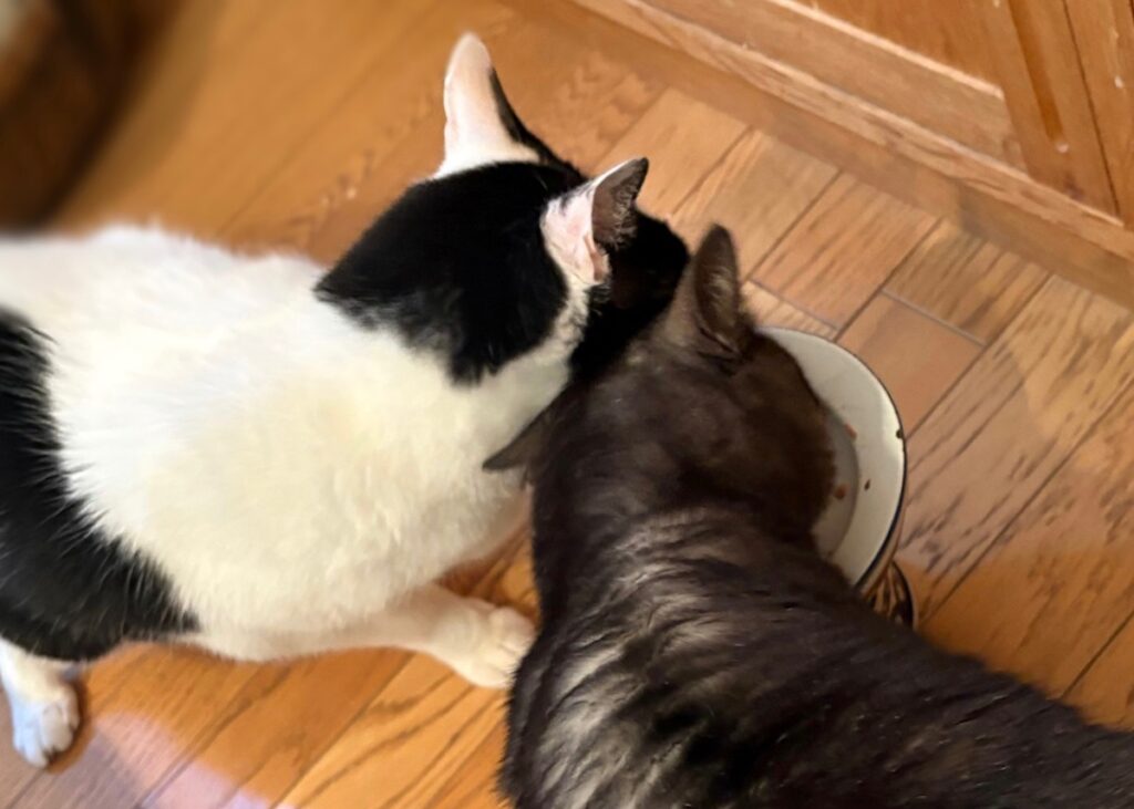 兄ねこの心得？保護猫 えいた