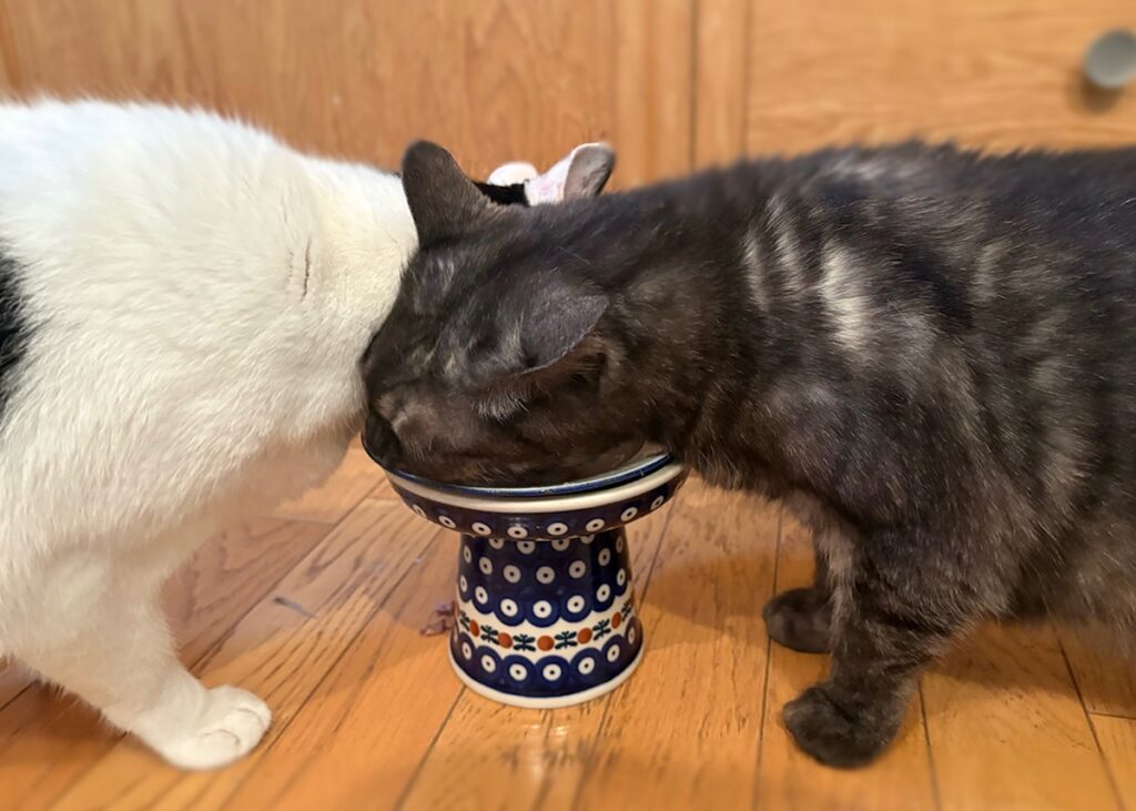 兄ねこの心得？保護猫 えいた