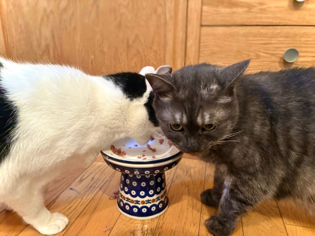 兄ねこの心得？保護猫 えいた