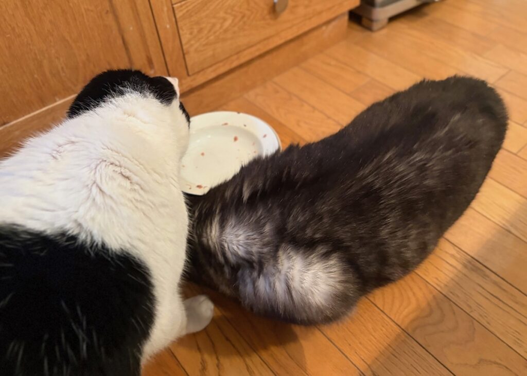 兄ねこの心得？保護猫 えいた