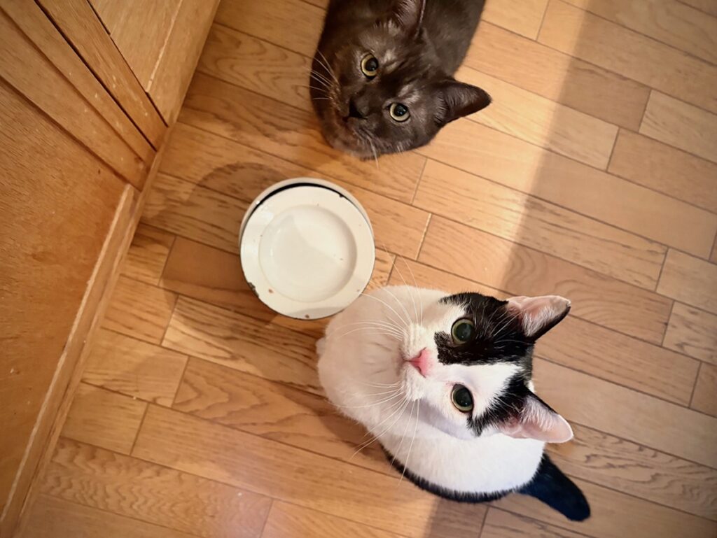 兄ねこの心得？保護猫 えいた