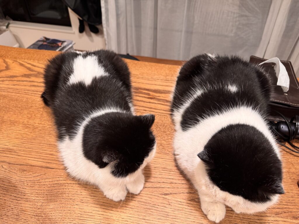 ちろりの活躍も、お楽しみに！白黒猫 エキゾチックショートヘア おちょこ ちろり | ちろり「ねぇねぇお父ちゃん、知ってる？」 おちょこ「なんだい、ちろり？」 ちろり「あたしね、今月からアンドプレミアムの&Nekoに正式デビューしたのよ！」 おちょこ「ええっ！ ということは……？」