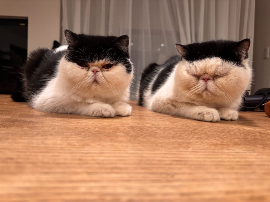 ちろりの活躍も、お楽しみに！白黒猫 エキゾチックショートヘア おちょこ ちろり | ちろり「毎日更新で、アイドルを夢見るあたしが見られるのよ！」 おちょこ「それは要チェックだなぁ！」 ちろり&おちょこ「みなさん、『ちろり、スターへの道のり。』をどうぞよろしくお願いします！ ぽのぽの♪」