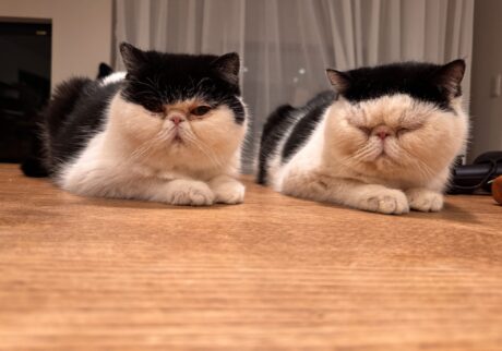 ちろりの活躍も、お楽しみに！白黒猫 エキゾチックショートヘア おちょこ ちろり | ちろり「毎日更新で、アイドルを夢見るあたしが見られるのよ！」 おちょこ「それは要チェックだなぁ！」 ちろり&おちょこ「みなさん、『ちろり、スターへの道のり。』をどうぞよろしくお願いします！ ぽのぽの♪」