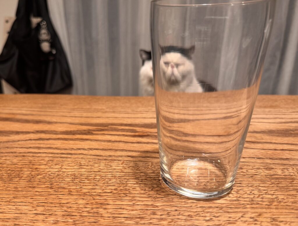 もしかして、遊んでません?白黒猫 エキゾチックショートヘア おちょこ ちろり | 香ちゃん(ママ)、何してるの? 写真を撮るなら、カッコよくね! もしかして、遊んでません?白黒猫 エキゾチックショートヘア おちょこ ちろり | 香ちゃん(ママ)、何してるの? 写真を撮るなら、カッコよくね!