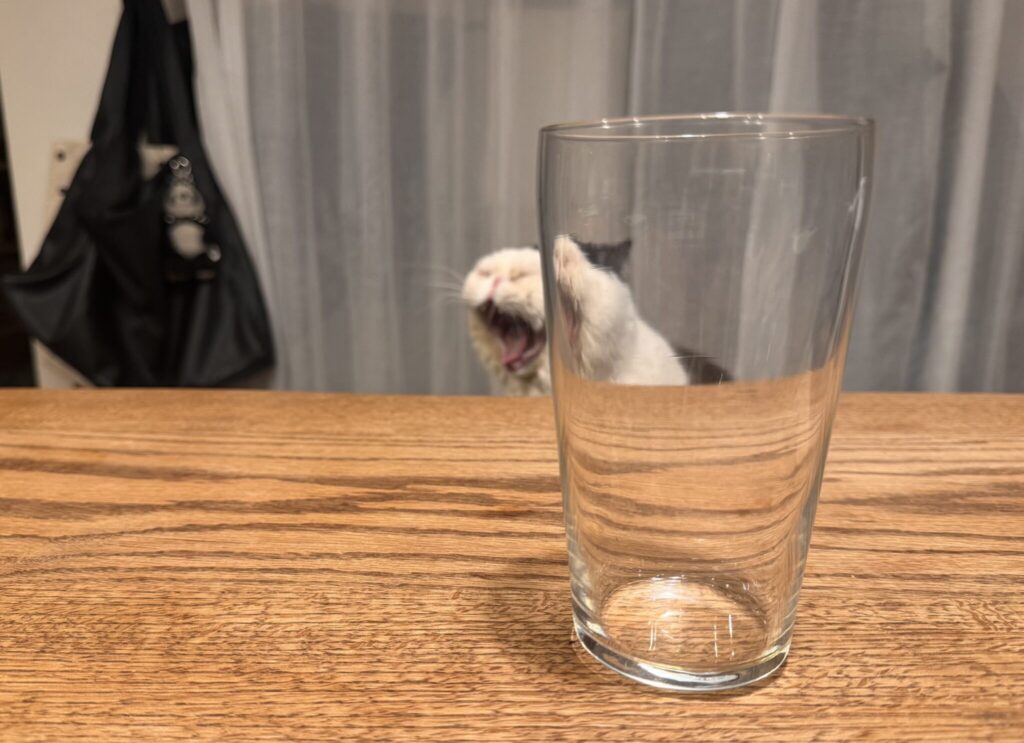 もしかして、遊んでません?白黒猫 エキゾチックショートヘア おちょこ ちろり | 香ちゃん、遊んでるでしょう!? もうっ、ぽのぽの!! もしかして、遊んでません?白黒猫 エキゾチックショートヘア おちょこ ちろり | 香ちゃん、遊んでるでしょう!? もうっ、ぽのぽの!!