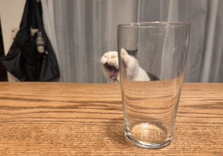 もしかして、遊んでません？白黒猫 エキゾチックショートヘア おちょこ ちろり | 香ちゃん、遊んでるでしょう！？ もうっ、ぽのぽの！！