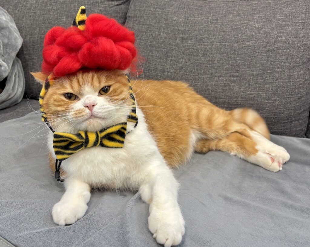 節分は、赤鬼に変身！ハチワレ とろろ | 全身はこんな感じ。リボンは、飼い主さんの手作りです。