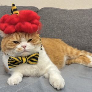 節分は、赤鬼に変身！ハチワレ とろろ | トラ柄のパンツまで用意されたけど、僕は断固拒否しました……。