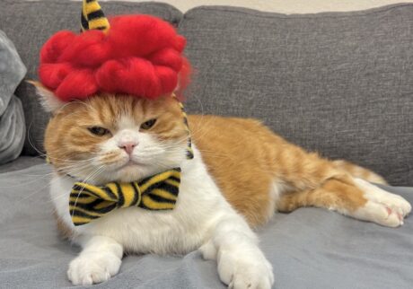 節分は、赤鬼に変身！ハチワレ とろろ | トラ柄のパンツまで用意されたけど、僕は断固拒否しました……。