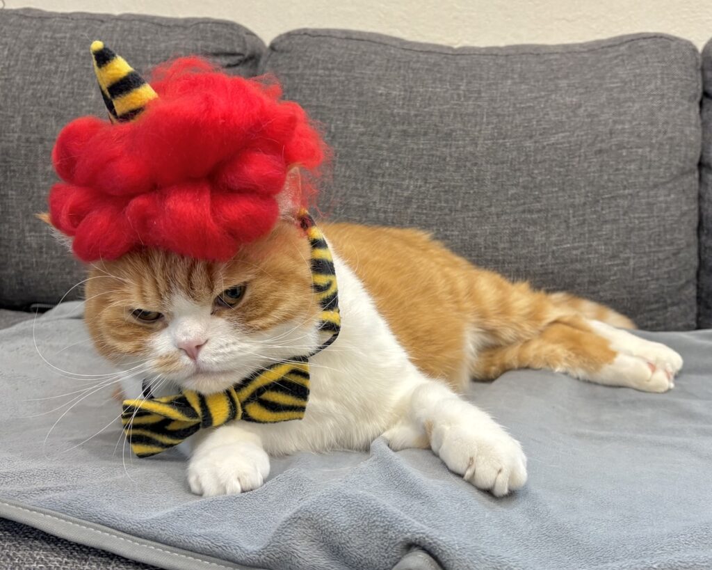 節分は、赤鬼に変身！ハチワレ とろろ | 僕は疲れたので、ふて寝します……。