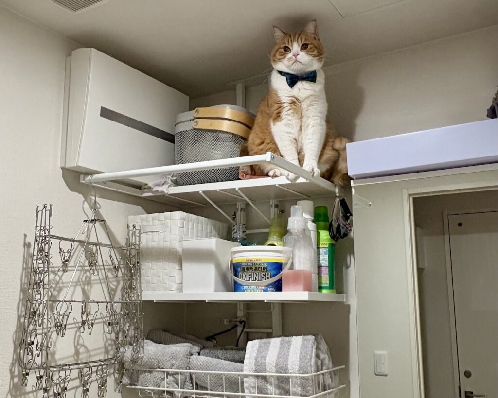 嫌な予感、的中。ハチワレ とろろ | じゃーん！ 遂にランドリーラックの頂上に登ったよ！（満足顔）