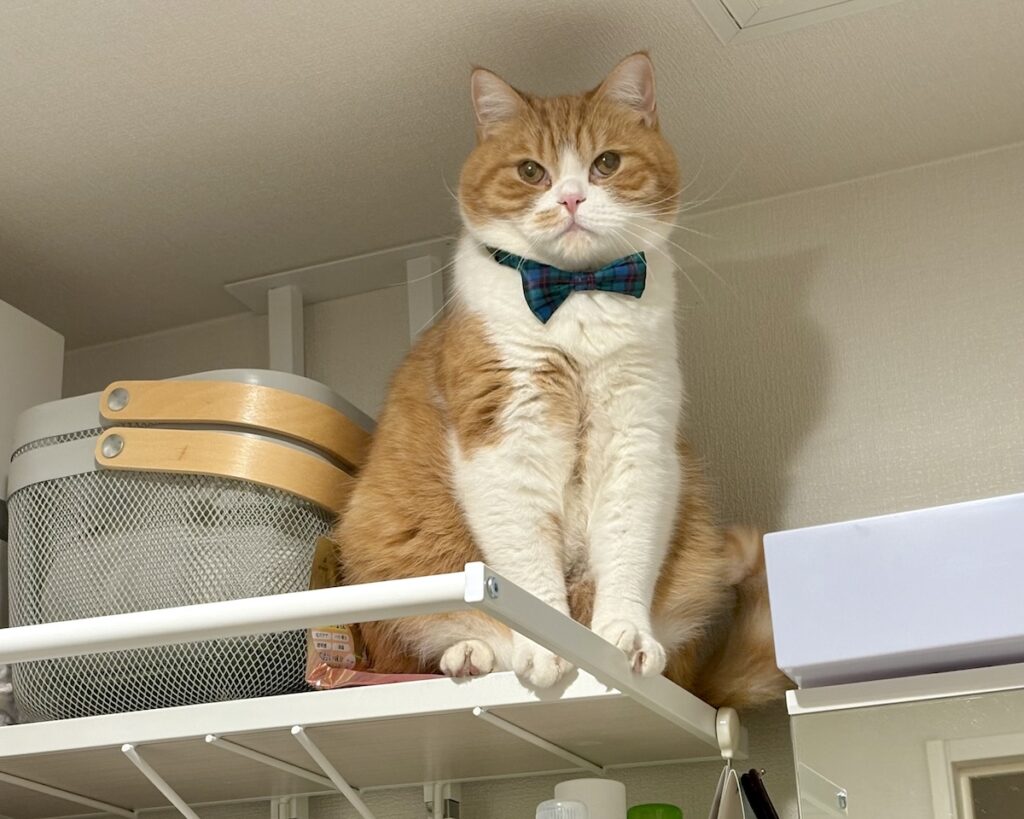 嫌な予感、的中。ハチワレ とろろ | でも、また嫌な予感……。高すぎて下りられないかも！