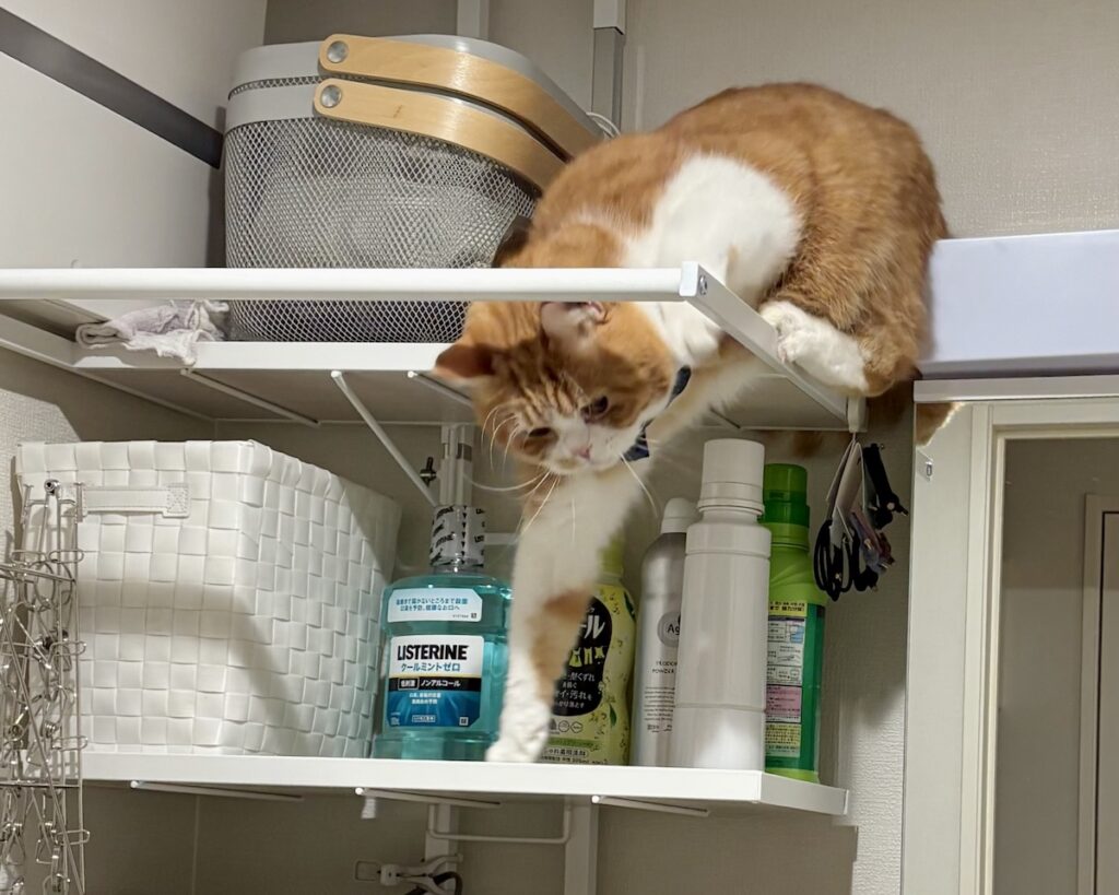 嫌な予感、的中。ハチワレ とろろ | 慎重に片足ずつ下りて……。ダメだ、届かない。