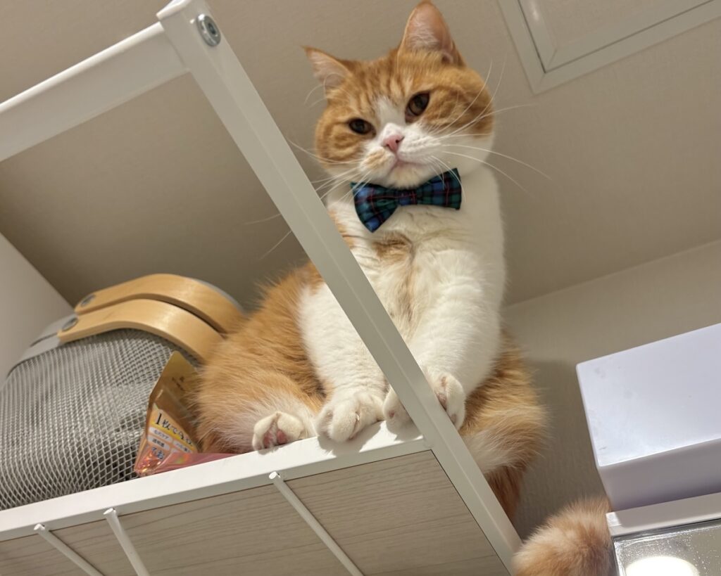 嫌な予感、的中。ハチワレ とろろ | どうしよう……、トホホ。飼い主さん助けてー！