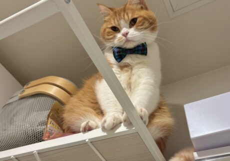 嫌な予感、的中。ハチワレ とろろ | どうしよう……、トホホ。飼い主さん助けてー！