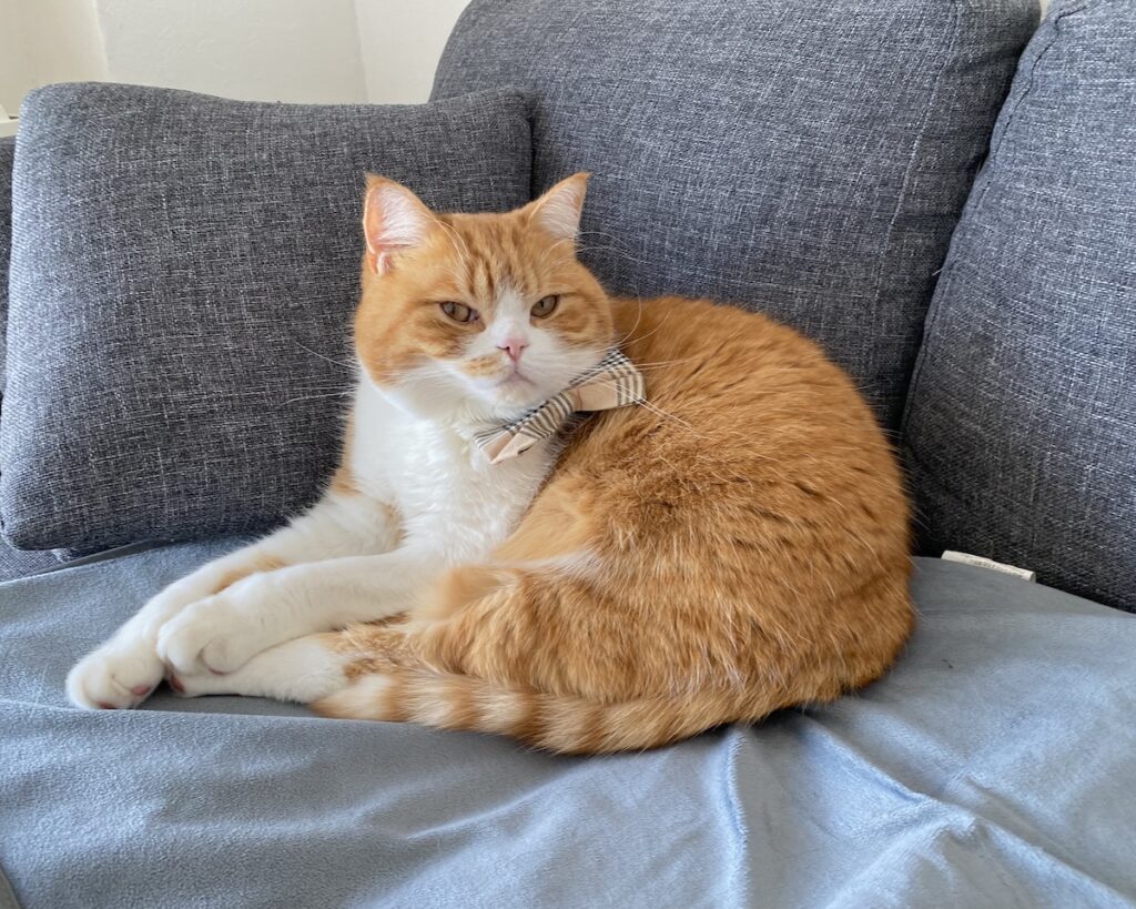 昼寝中は、お静かに。ハチワレ とろろ | 僕、お昼寝するね。