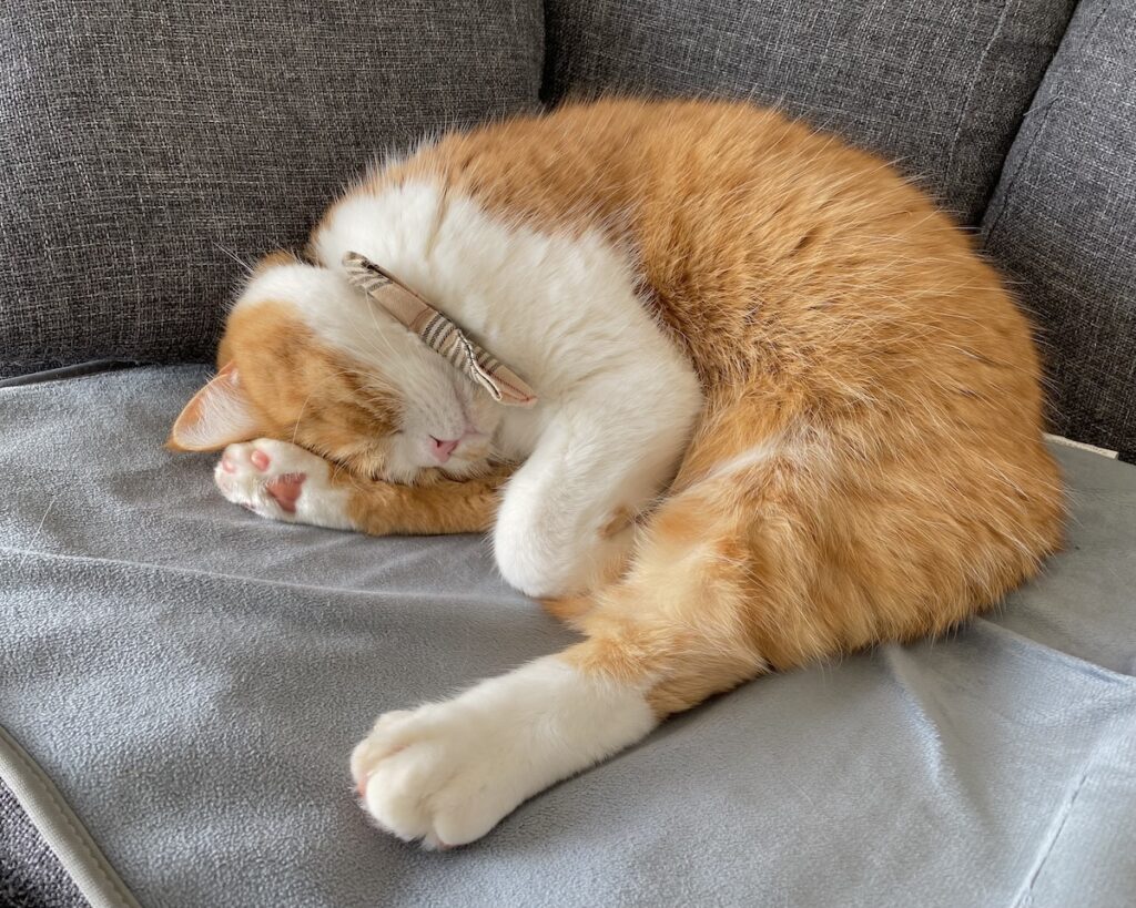 昼寝中は、お静かに。ハチワレ とろろ | すやすや〜。zzz