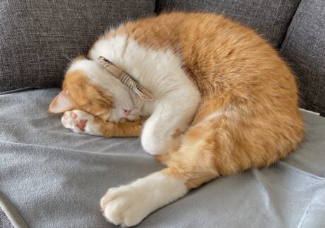 昼寝中は、お静かに。ハチワレ とろろ | すやすや〜。zzz