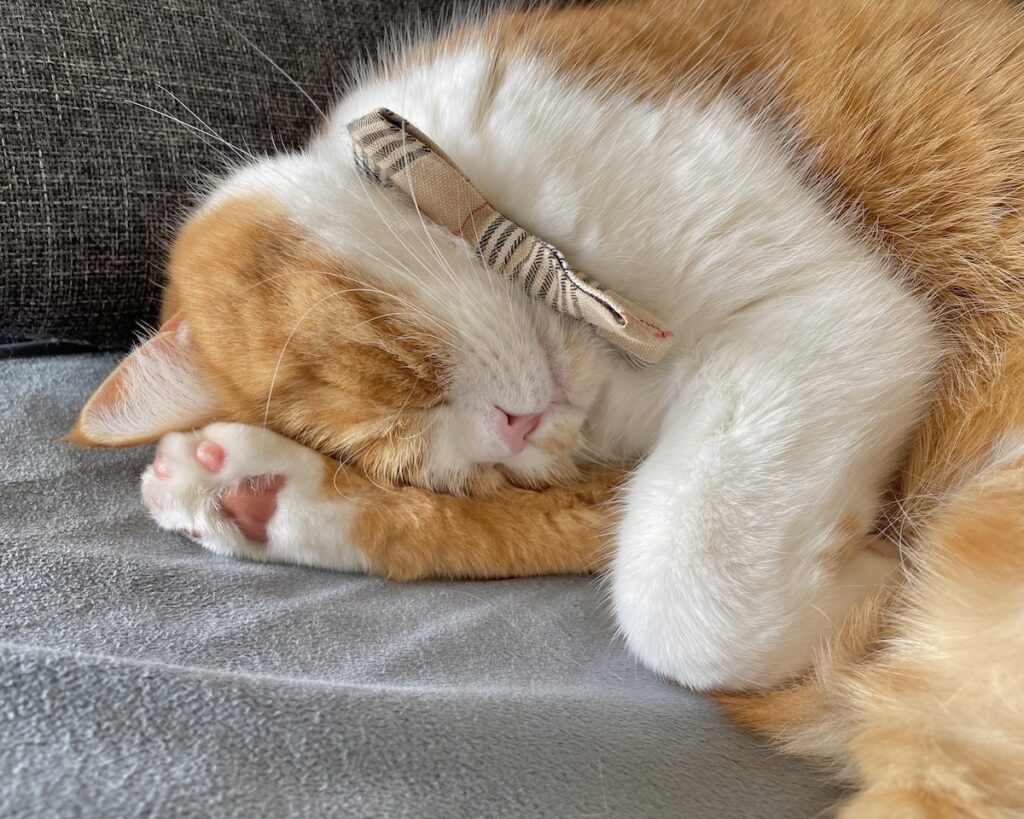 昼寝中は、お静かに。ハチワレ とろろ | 飼い主「寝顔も寝相も肉球も、かわいいね〜」