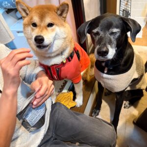 ぼくたち主役の新年会に行ってきました！柴犬子犬ハルのワンダフルライフ