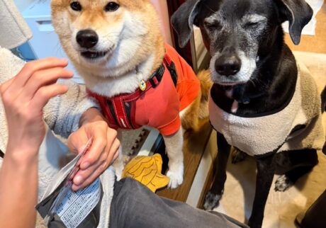 ぼくたち主役の新年会に行ってきました！柴犬子犬ハルのワンダフルライフ