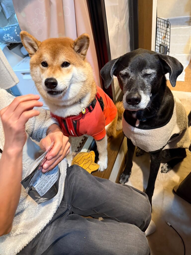 ぼくたち主役の新年会に行ってきました！柴犬子犬ハルのワンダフルライフ