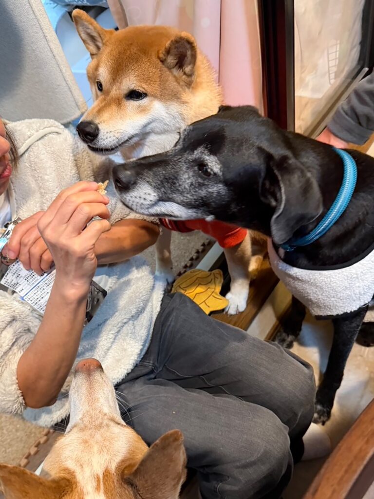 ぼくたち主役の新年会に行ってきました！柴犬子犬ハルのワンダフルライフ