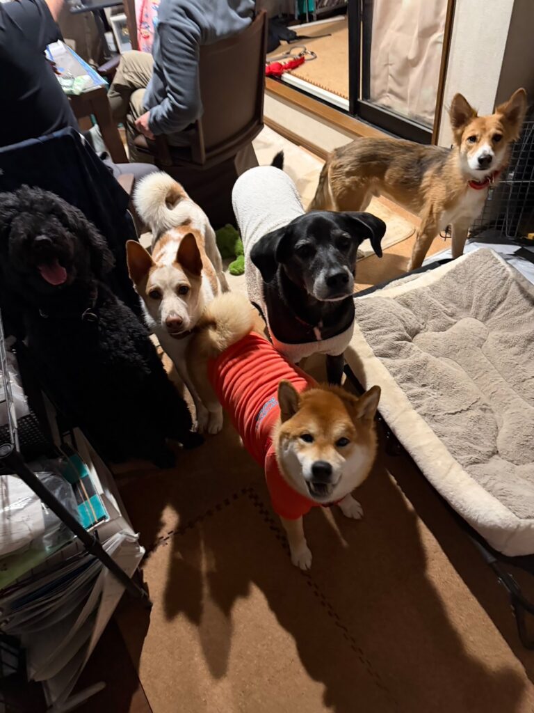 ぼくたち主役の新年会に行ってきました！柴犬子犬ハルのワンダフルライフ