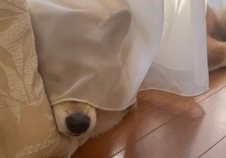 御簾の後ろに隠れるお姫さまみたいなぼく。柴犬子犬ハルのワンダフルライフ